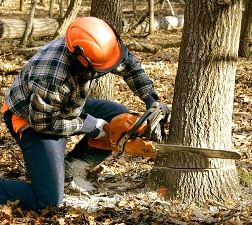 Tree Removal in Berryton, KS